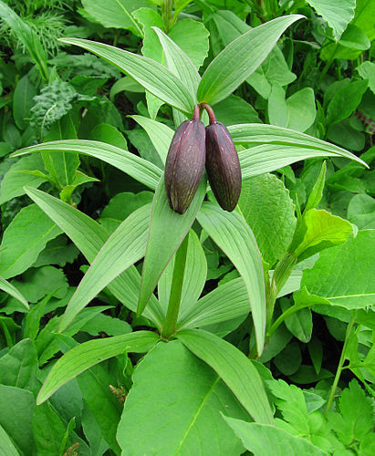 Fritillaria camschatcensis